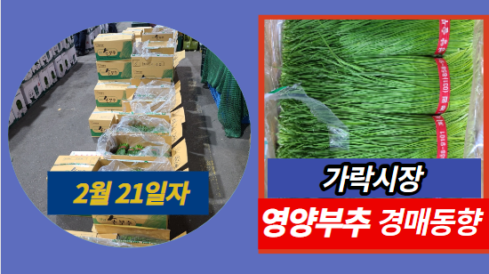  [경매사 일일보고] 2월 21일자 가락시장 영양부추 경매동향을 살펴보겠습니다!