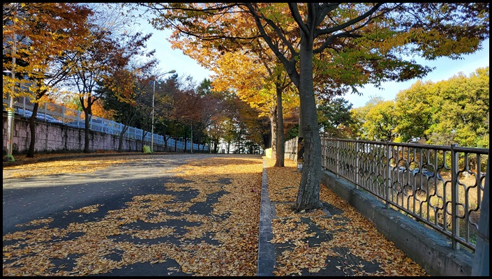 도로변 낙엽