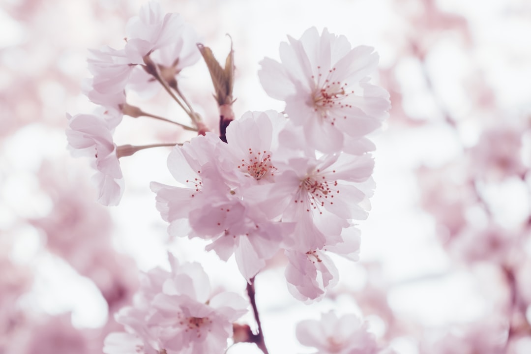 Cherry blossoms.