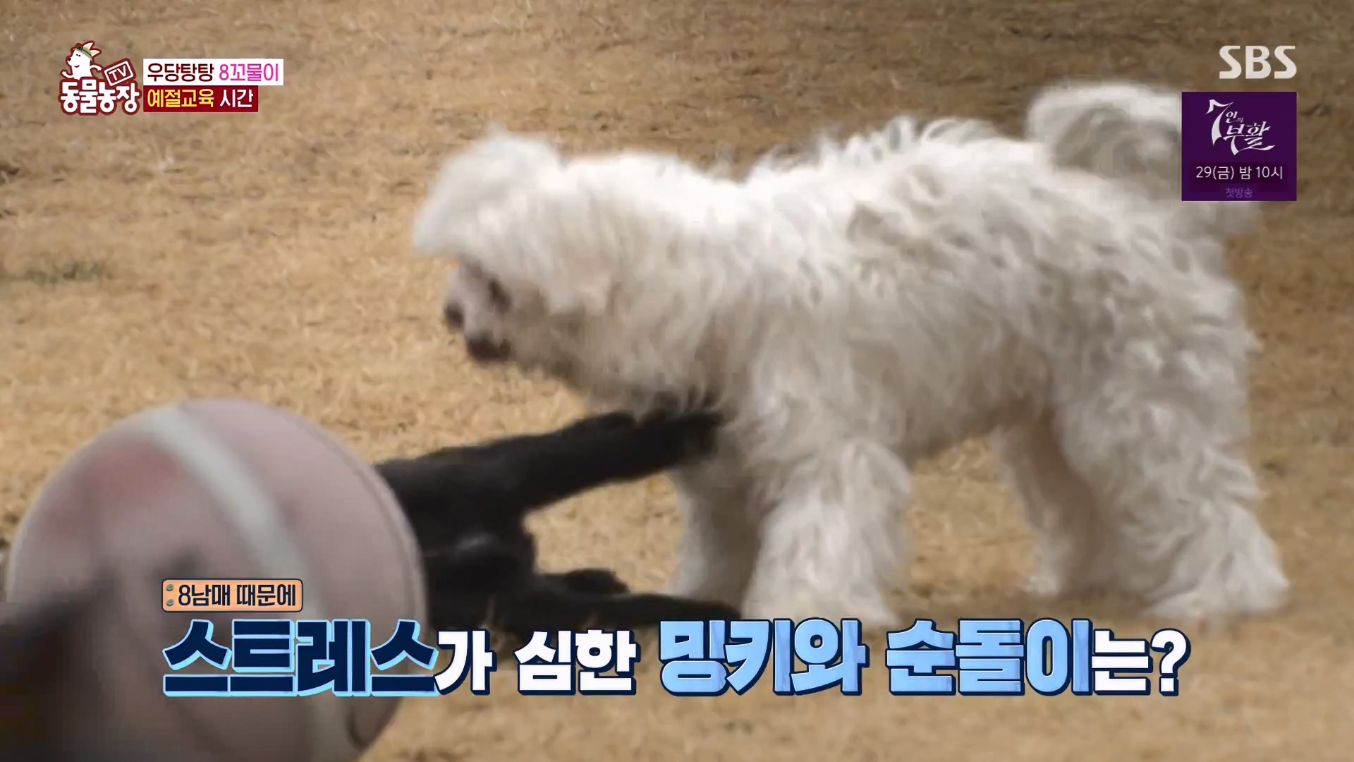 TV 동물농장.E1164.240324p-NEXT.mp4_20240324_172339.188.jpg