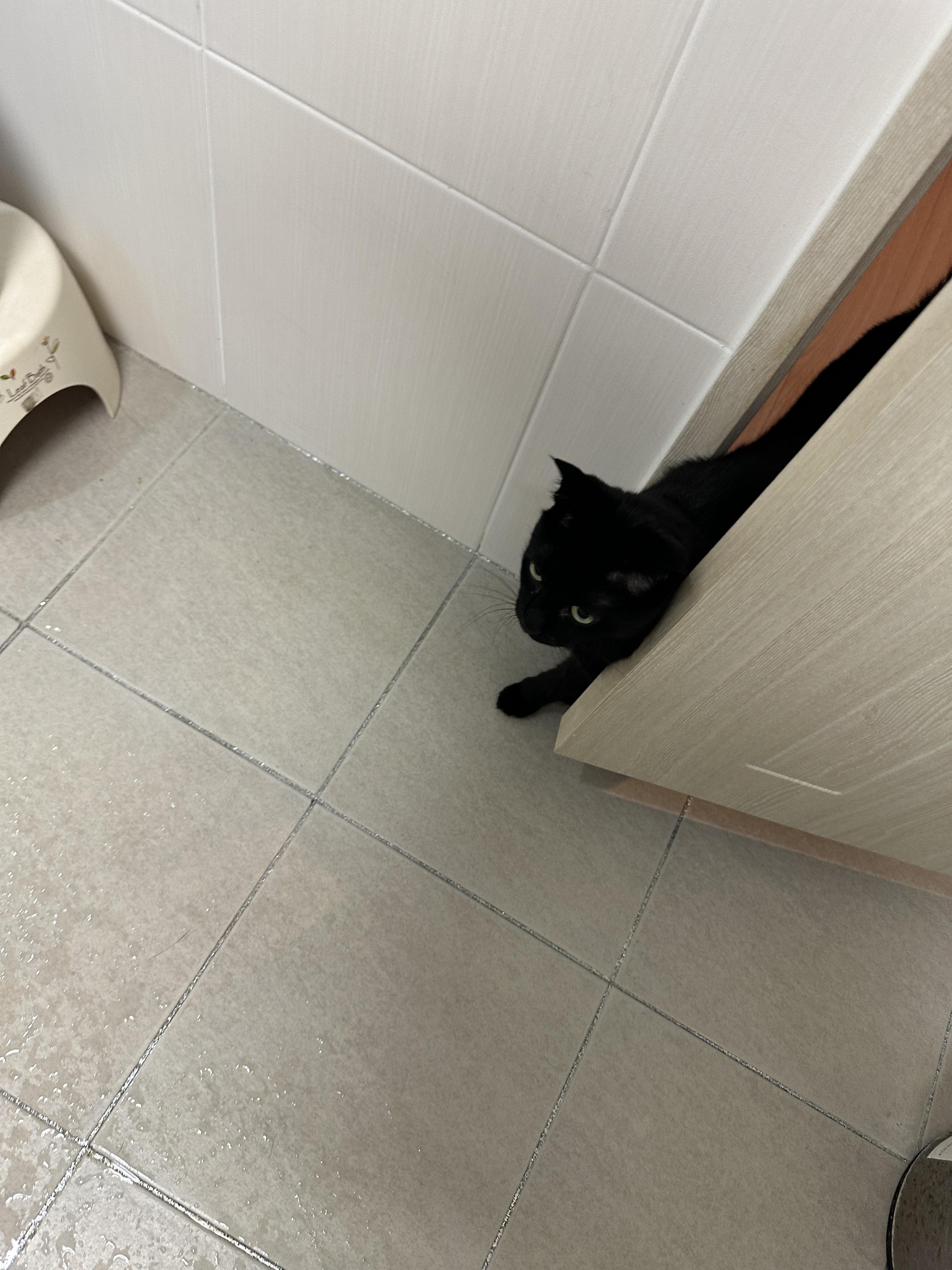 욕실에서도 고양이들의 사랑과 관심을 받는 집사 생활 (feat. 건이와 루디)