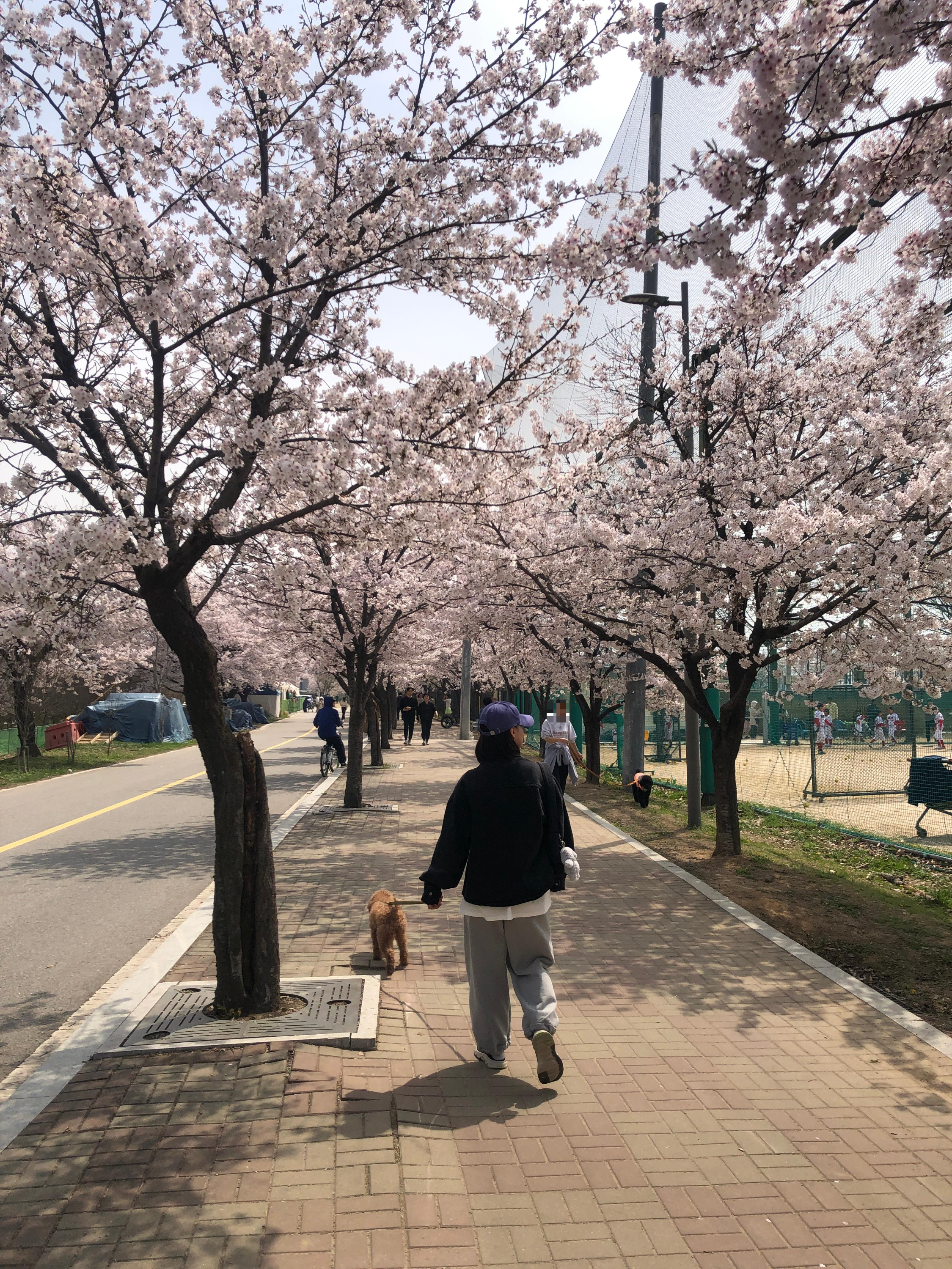 alt=&quot;벚꽃 아래에서 강아지와 함께한 봄날 산책&quot;