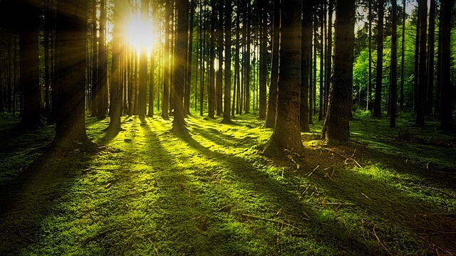 [꿈해몽] 숲에 관한 21가지 유형 꿈풀이