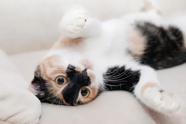 새끼 고양이 꿈