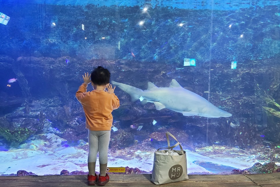 부천 아쿠아리움 부천 아쿠아리움먹이주기 체험 34