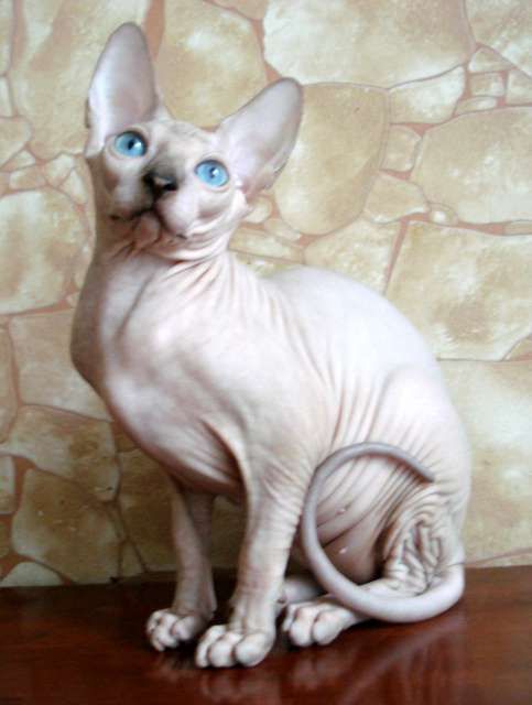 스핑크스 고양이