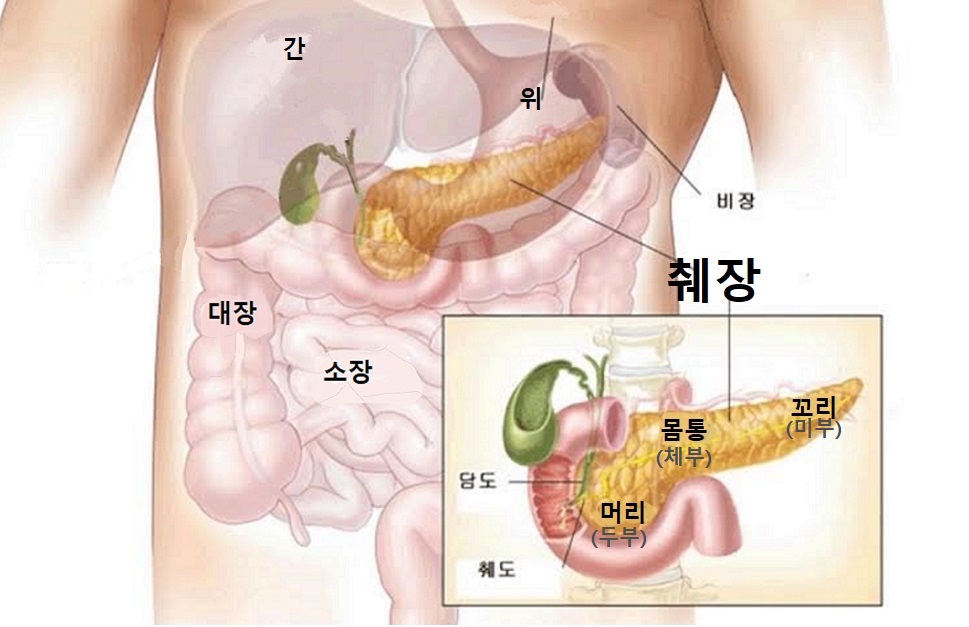 췌장