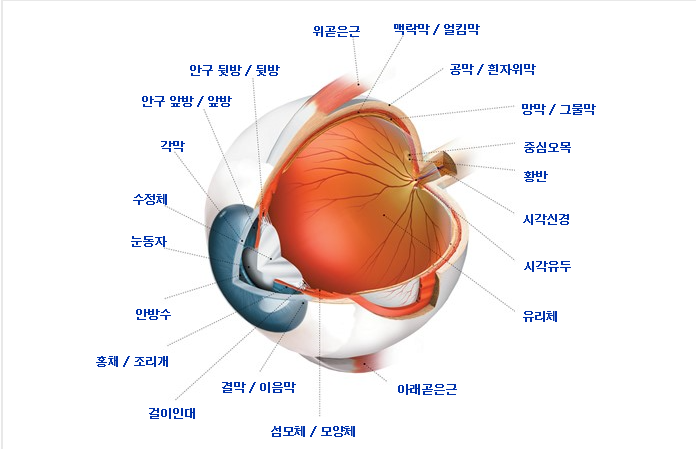  빛과 눈 눈부심 과 눈의 적응