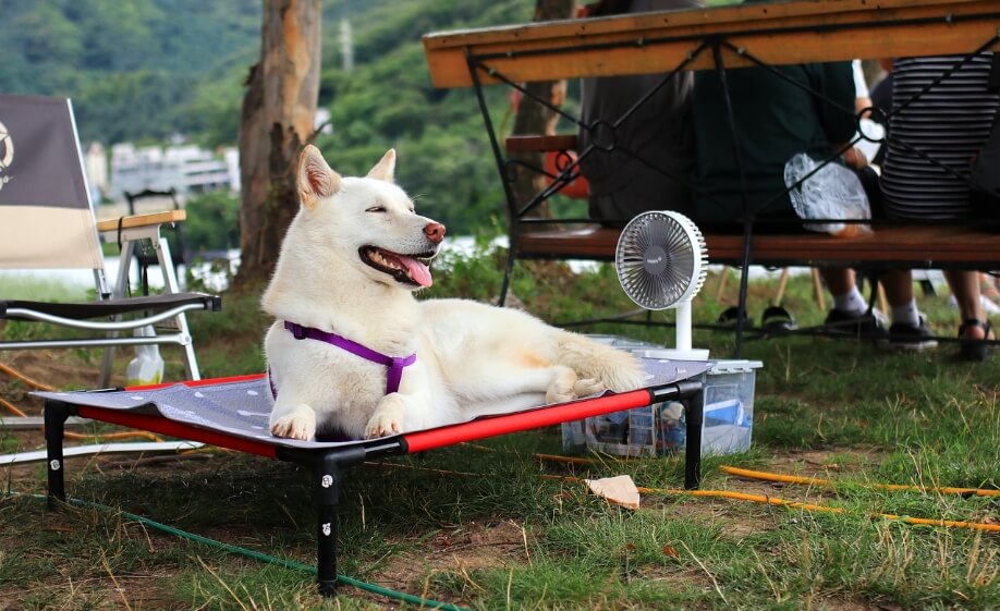 강아지-선풍기-캠핑의자