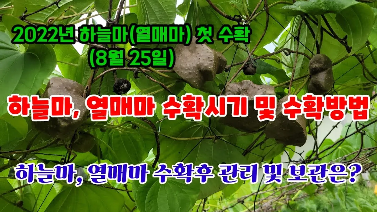 하늘마 가격 보관방법 요리법_5
