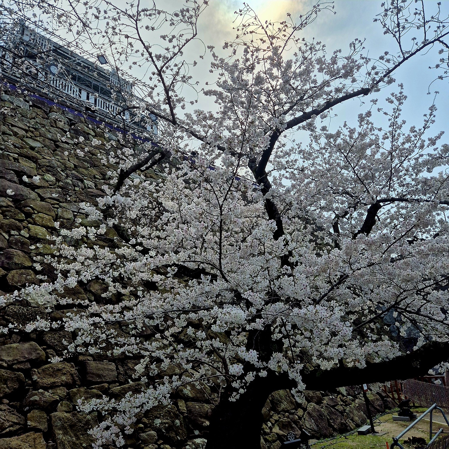 후쿠오카 벚꽃6