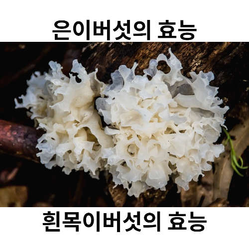  흰목이버섯의 효능