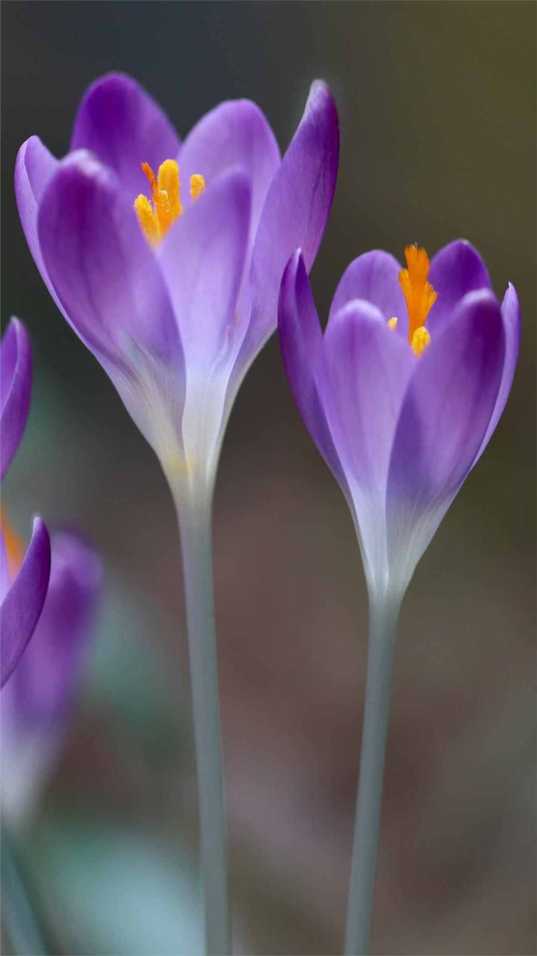 Crocus Flower iPhone Wallpaper