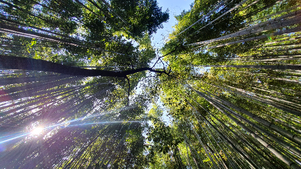 죽녹원 대나무 사이로 보이는 햇살