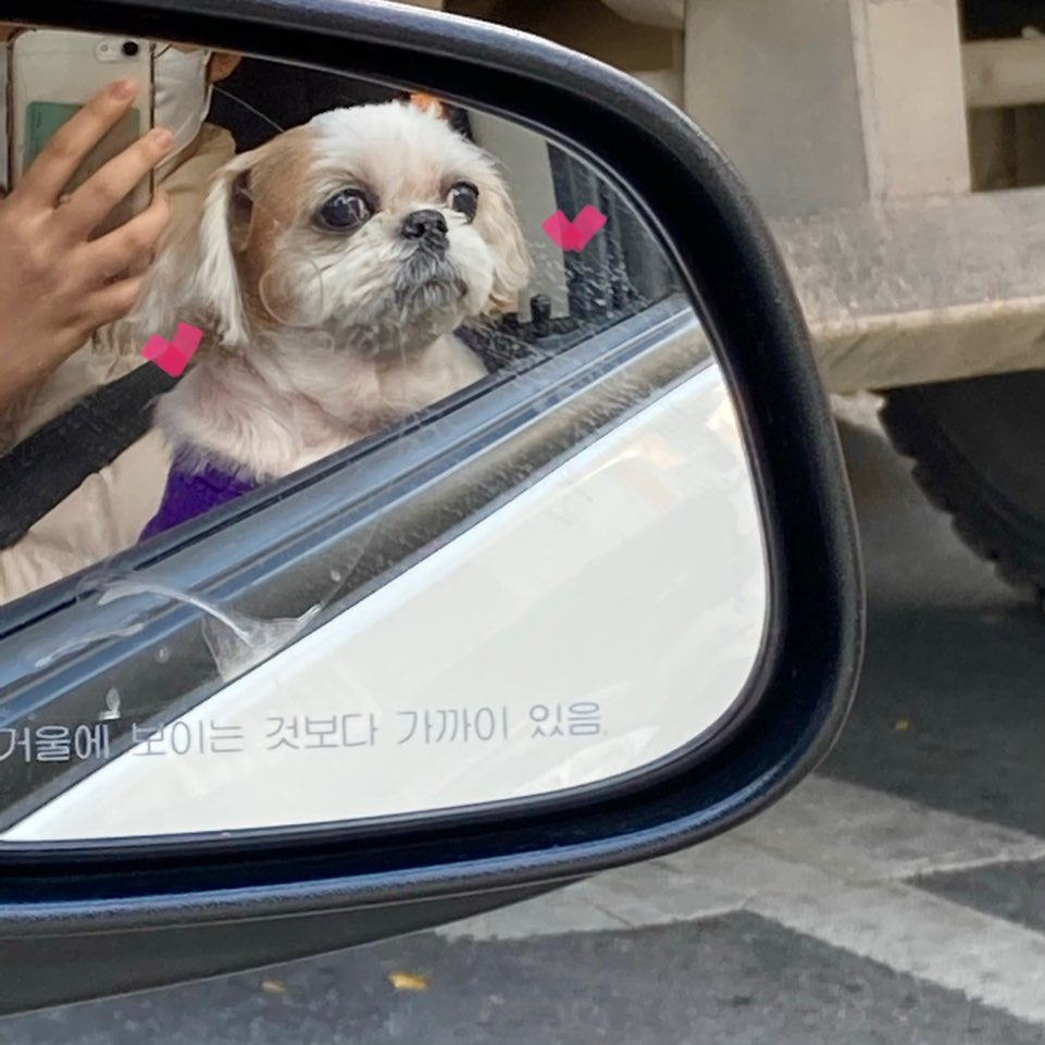  소희의 일상 :: 우리집 강아지 콩이 방학동물병원에 갔다오다