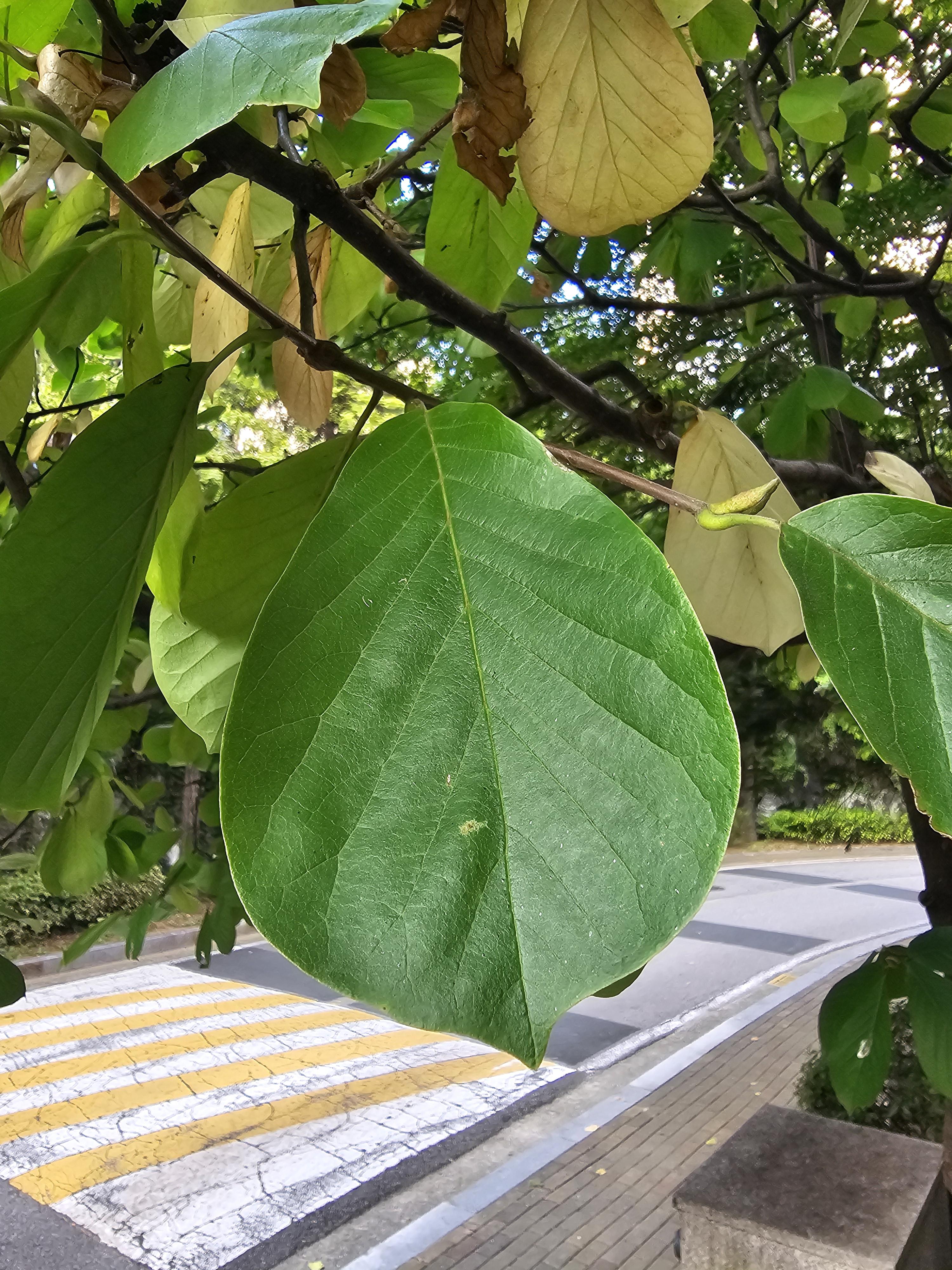식물이름은?