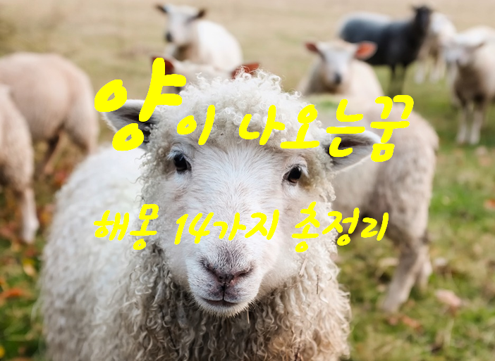  양 나오는 꿈 해몽 14가지 총 정리