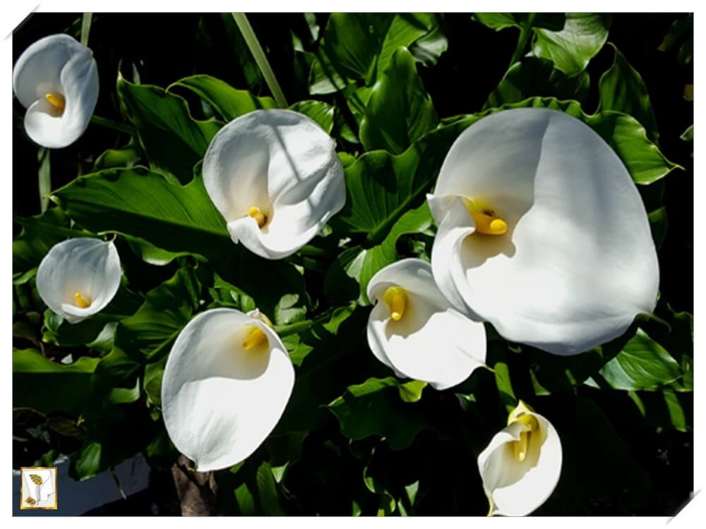 하얀 카라꽃-Calla lily