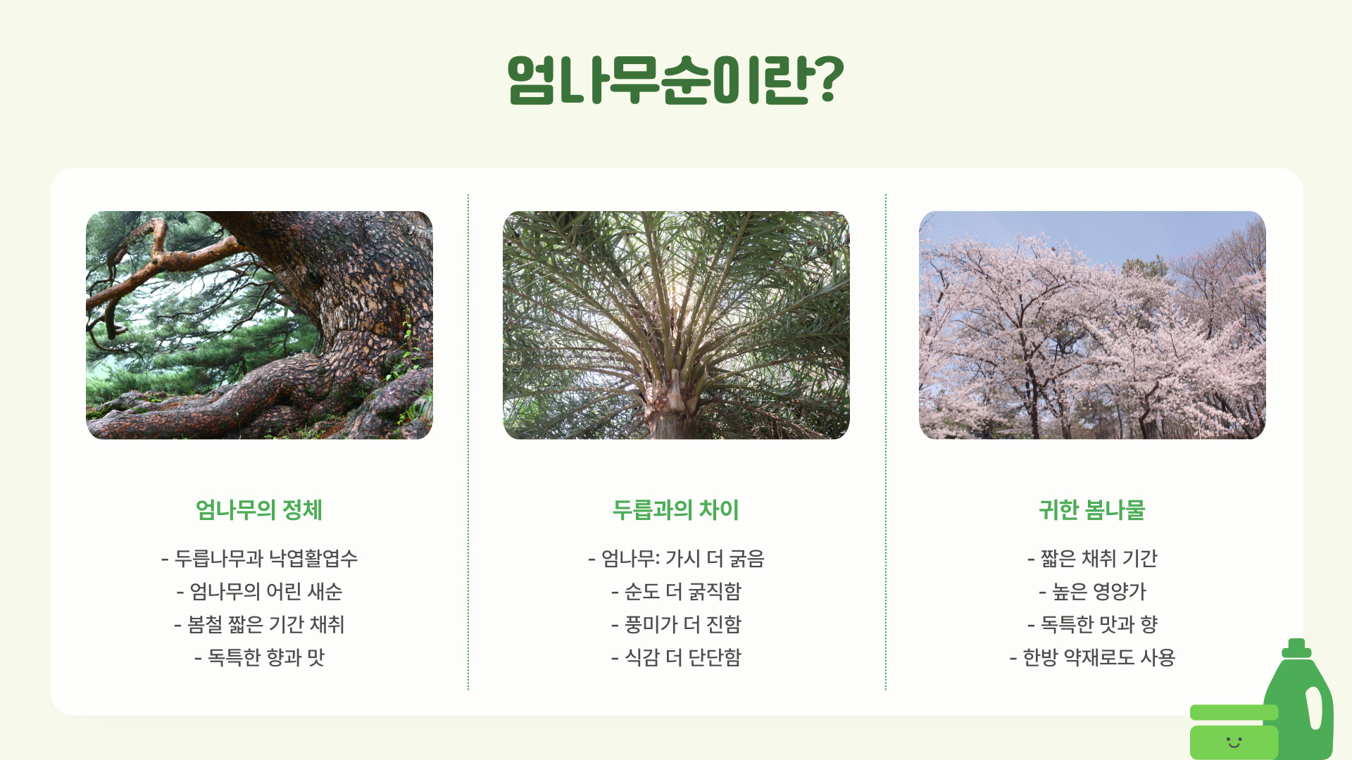 엄나무순