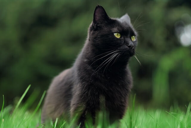 Blackcat