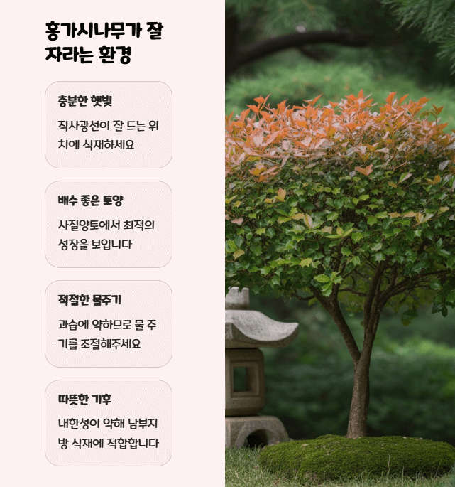 홍가시나무 키우기