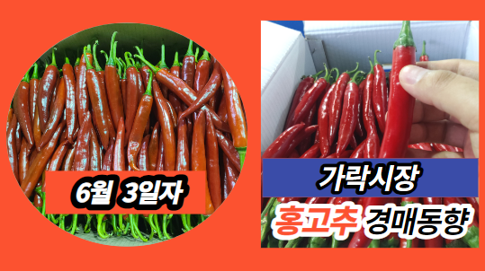  [경매사 일일보고] 6월 3일자 가락시장 홍고추 경매동향을 살펴보겠습니다!