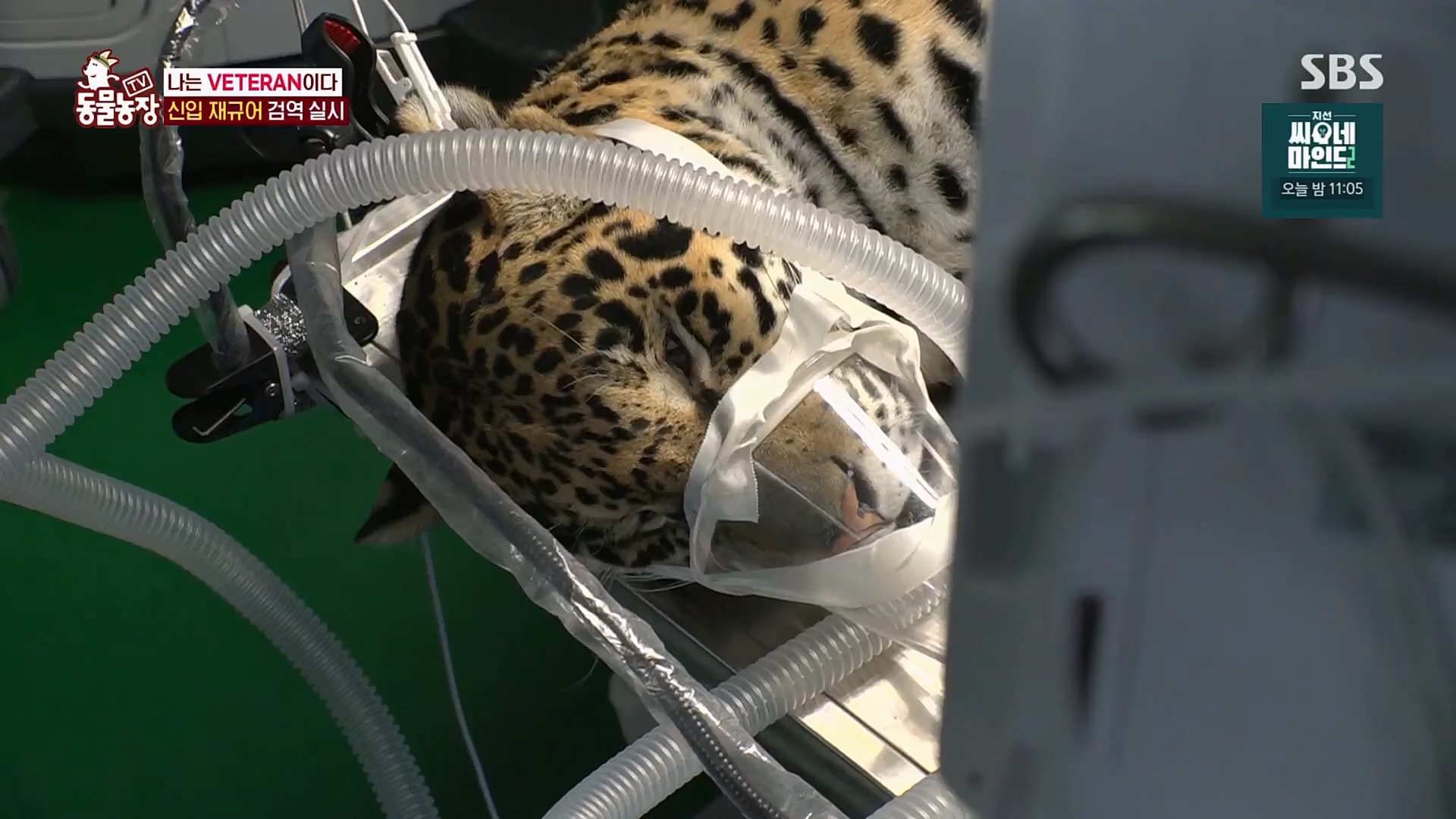 TV 동물농장.E1115.230409p.H264-F1RST.mp4_20230409_173047.711.jpg