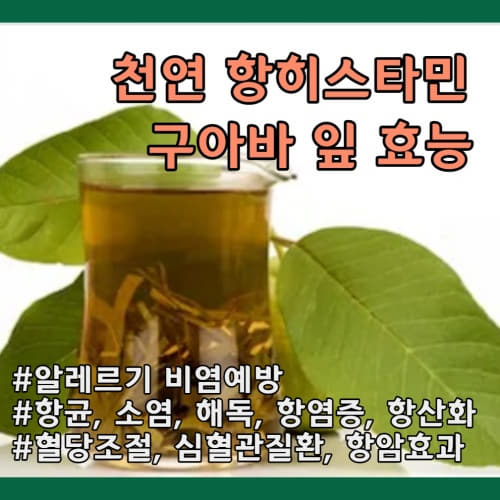  비염 예방 구아바잎 효능 부작용 없이 먹는법 주의사항