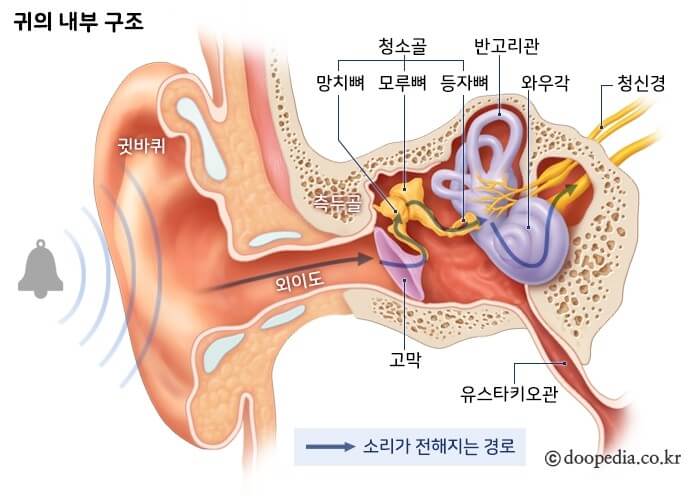 외이도-구조