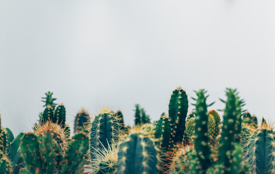 Succulent.
