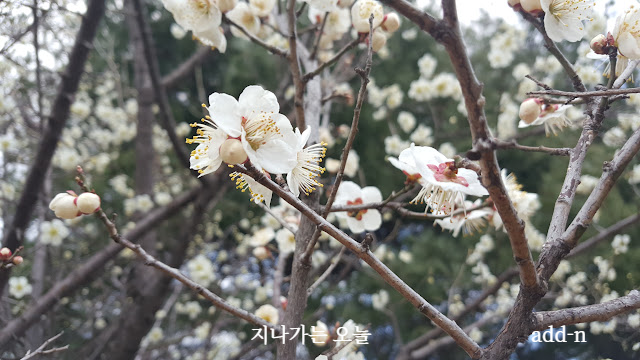 매화꽃 모양