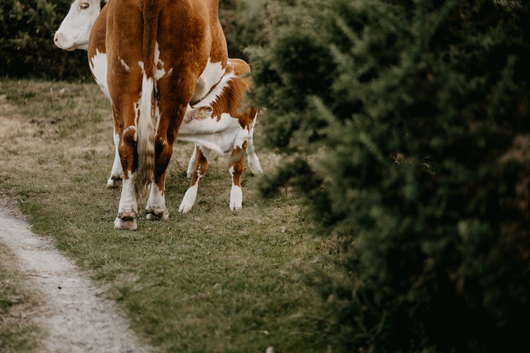 Weaning