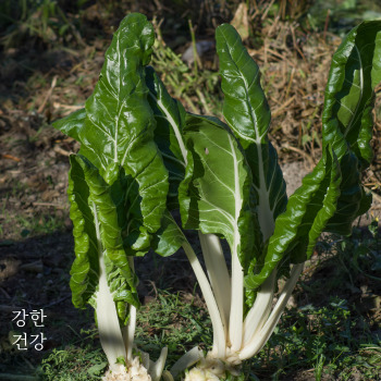 근대 효능