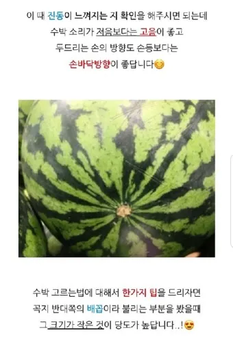 맛있는 수박 고르는법 5가지 feat 좋은 수박 암수 구별법_21