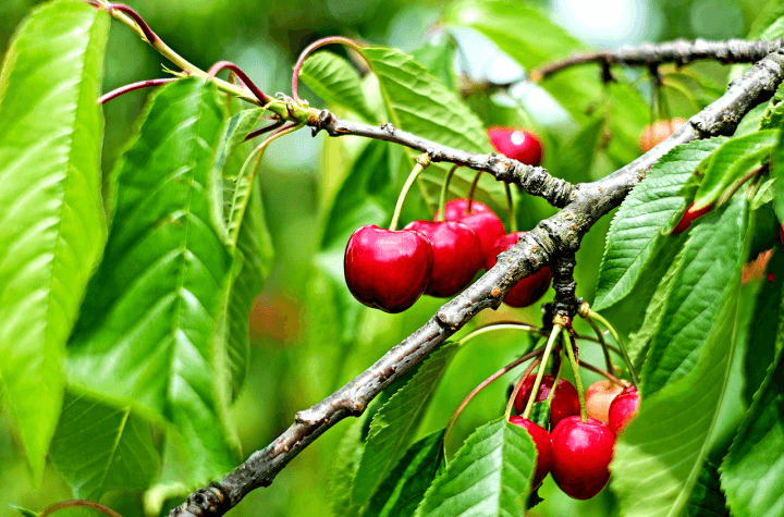 타트체리-나무열매