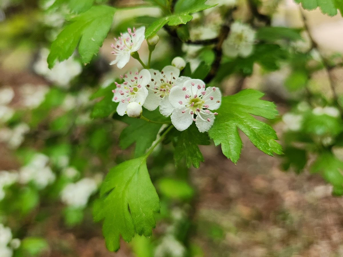 산사나무