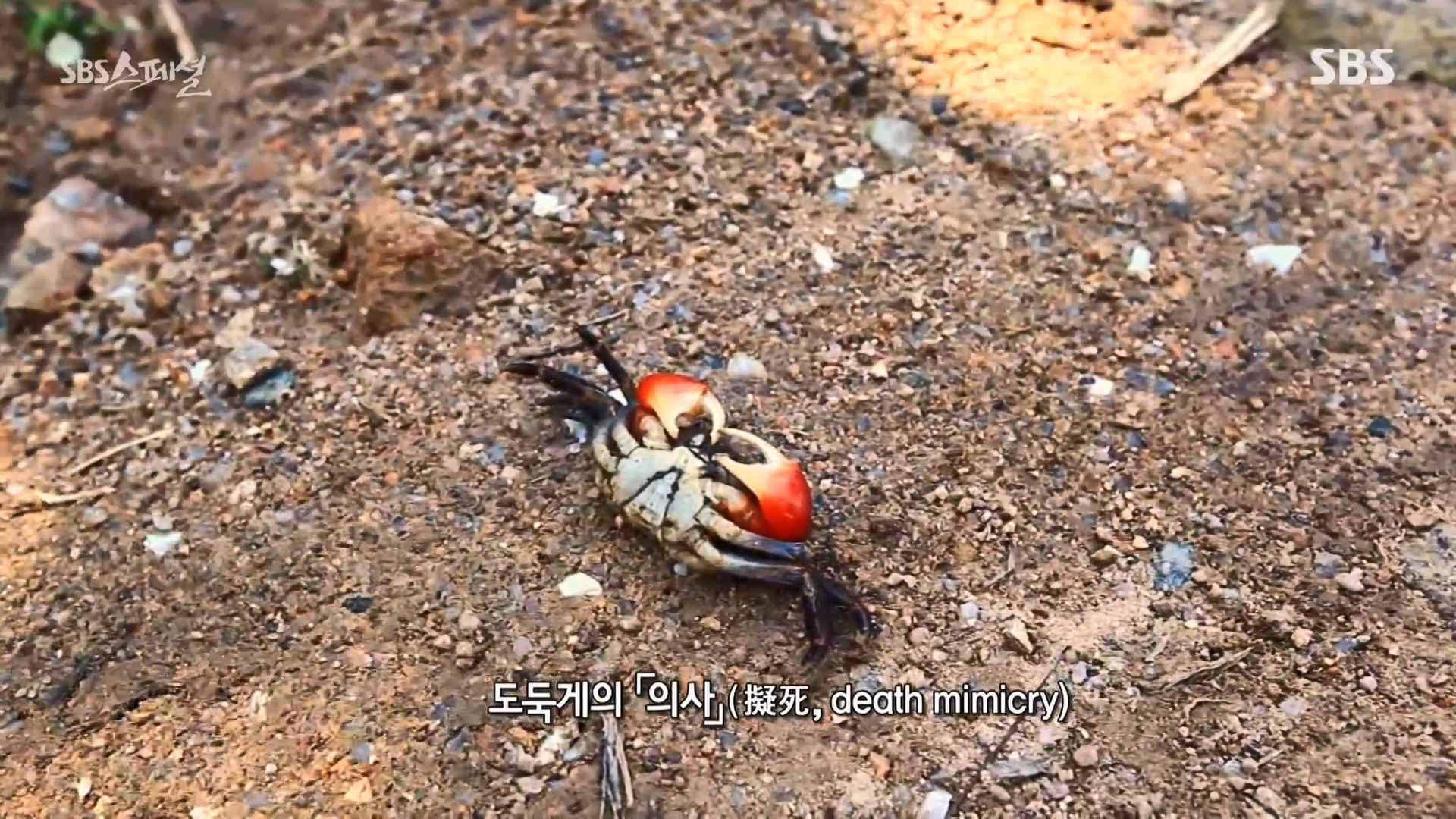 일요특선 다큐멘터리.E344.240310p-NEXT.mp4_20240310_154532.309.jpg