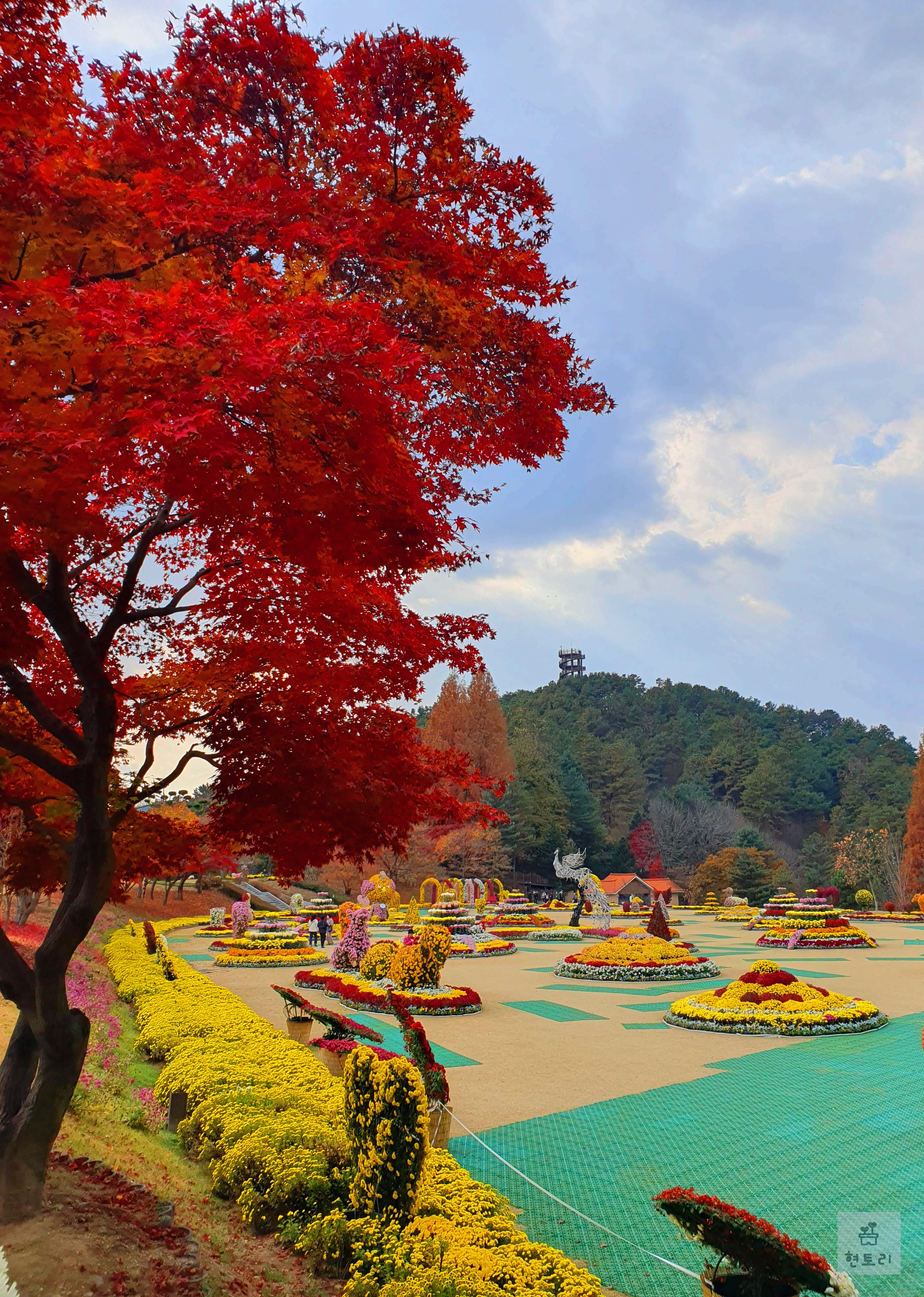 청남대 국화축제