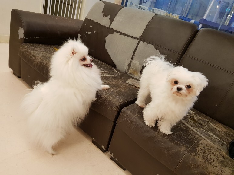 해피치의 연인들32 (고귀한 혈통, 8