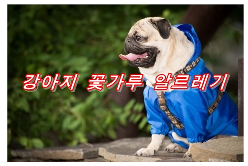  강아지 꽃가루 알레르기의 증상과 대처법이란?