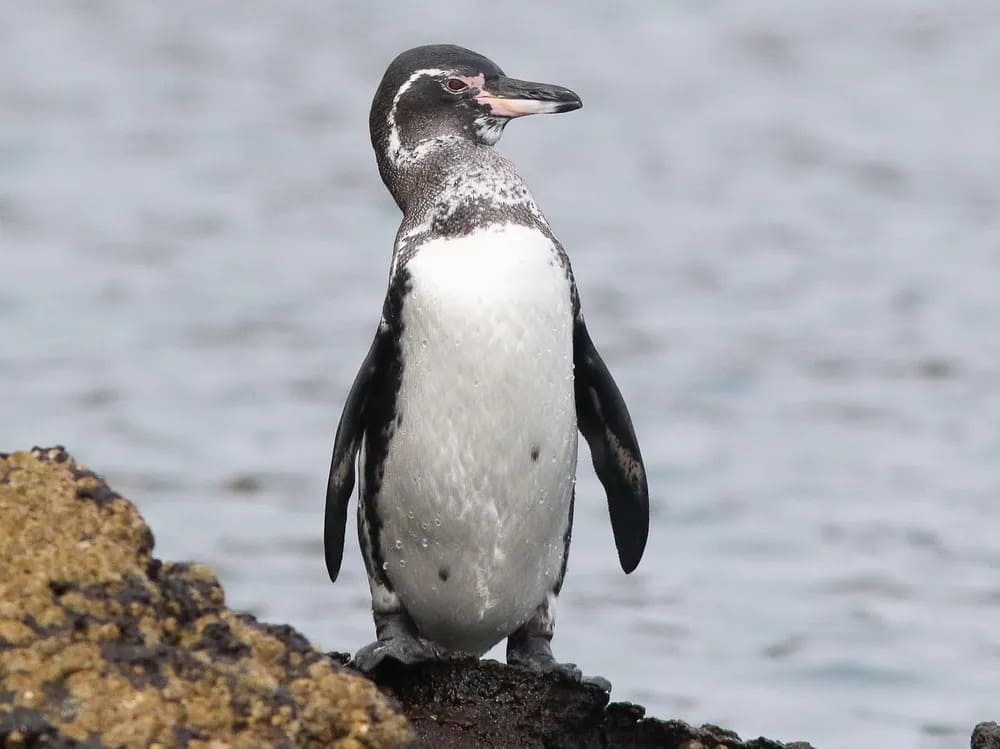 갈라파고스펭귄 (Galapagos Penguin)