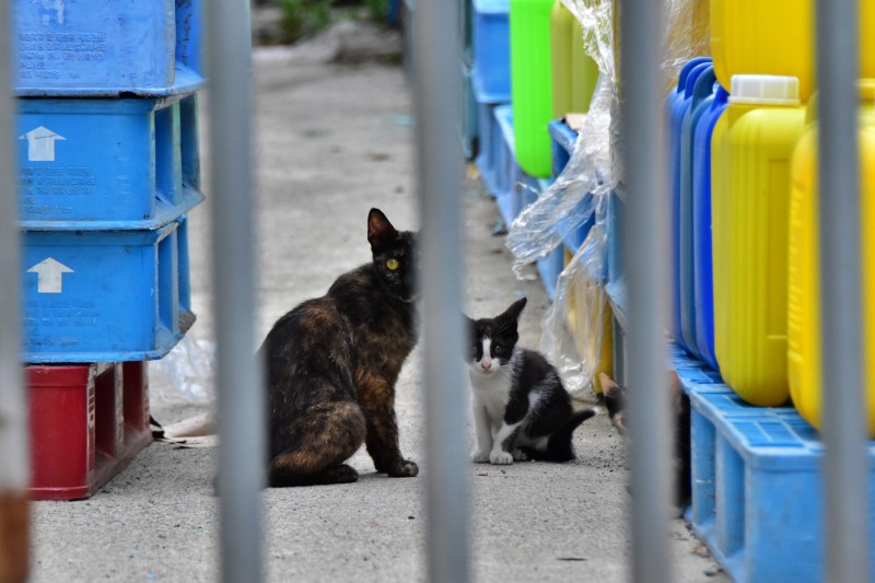 해운대 반여3동 삼어마을 고양이