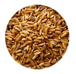 호라산-밀-카무트-쌀