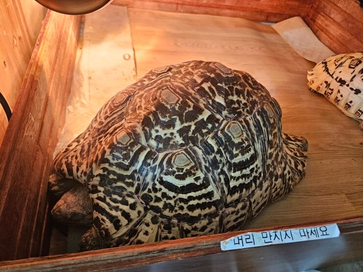 파충류 전문 분양, 게코다방