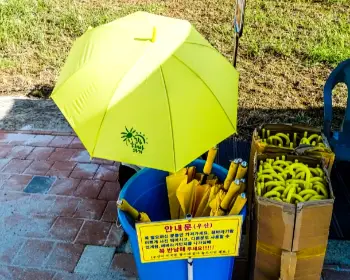 강주 해바라기 축제_3