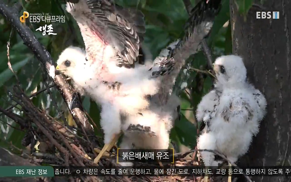 생존 3부_ EBS 다큐프라임_ 220629.avi_20220701_210411.207.jpg