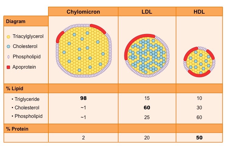 지질 단백질의 종류