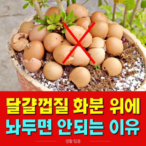 달걀 껍질 화분 비료 만들기 재활용 계란 흰자 식물 영양제, 팁줌