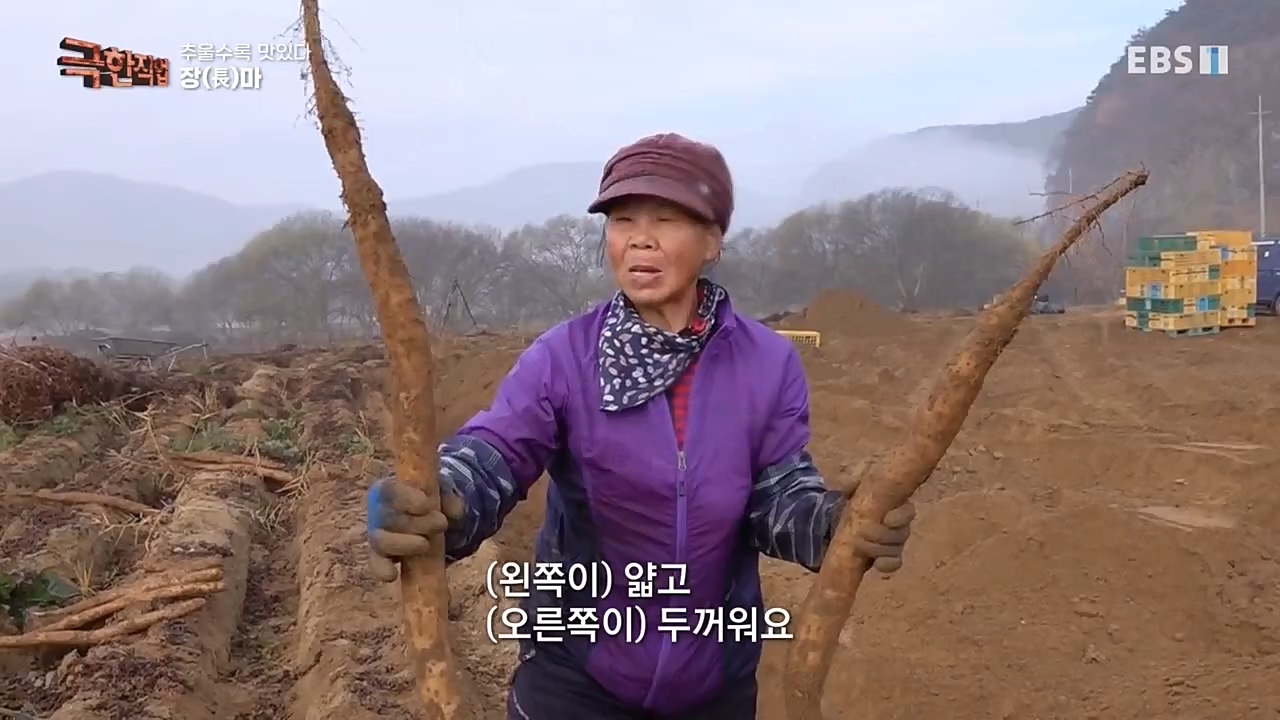 [극한직업] 추울수록 맛있다 장(長)마와 대방어.E734.221218p-NEXT.mp4_20221219_193403.117.jpg