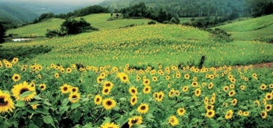 해바라기